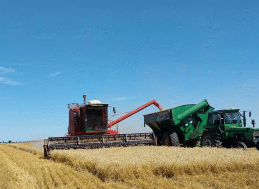“Un momento único”: el trigo llega a 110 quintales y promedia 60 qq/ha en la zona núcleo