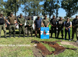 Por el nuevo Código Penal, condenan rápidamente a un carnicero por vender carne de abigeato