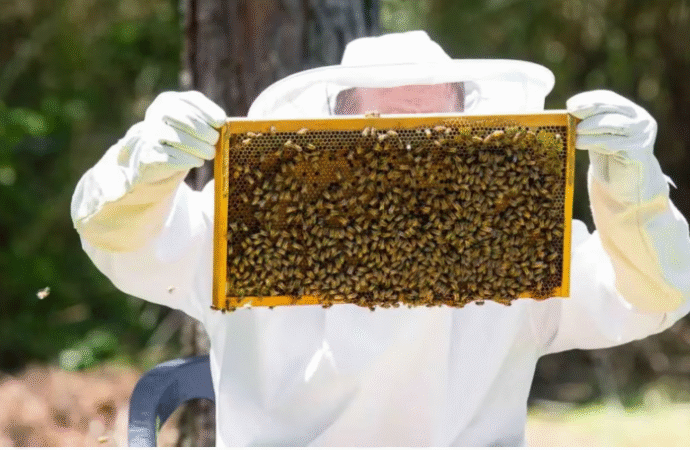 La apicultura repuntó y se sumó al lote que muestra señales de recuperación