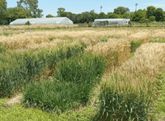 Ciencia aplicada: la app libre y gratuita de la FAUBA y el INTA que predice momentos críticos del trigo