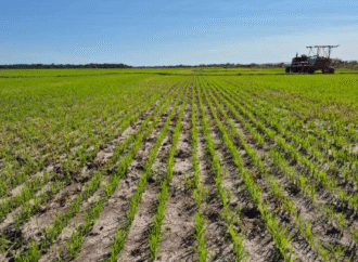 El arroz de Corrientes se planta con fuertes reclamos contra Nación y Provincia