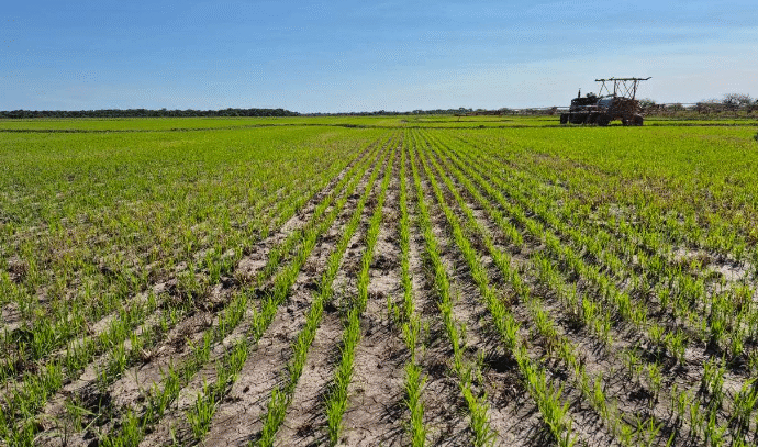 El arroz de Corrientes se planta con fuertes reclamos contra Nación y Provincia
