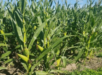 El trimestre marcará contrastes: lluvias irregulares y calor persistente en gran parte del país
