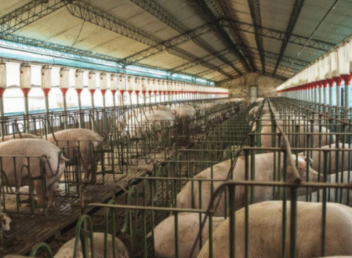 Filipinas habilitó el ingreso de cueros frescos de cerdo argentinos para uso industrial