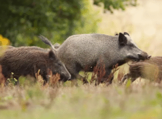 Crece la preocupación en municipios por la proliferación de especies invasoras en Corrientes