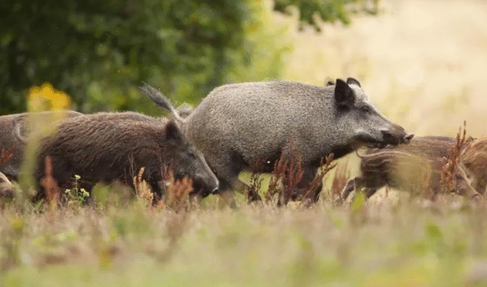 Crece la preocupación en municipios por la proliferación de especies invasoras en Corrientes