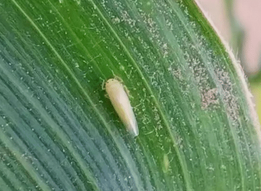 El maíz, a salvo de la chicharrita y con “excelentes perspectivas” para los planteos tardíos