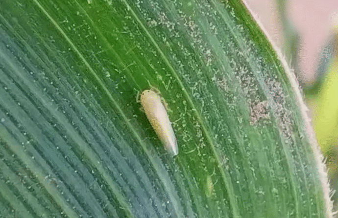 El maíz, a salvo de la chicharrita y con “excelentes perspectivas” para los planteos tardíos
