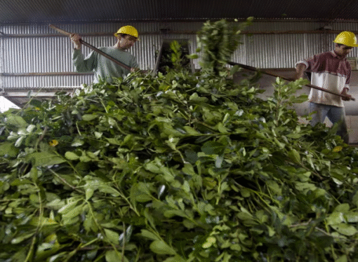 Productores de yerba mate exigen la emergencia del sector y alivio impositivo ante la crisis