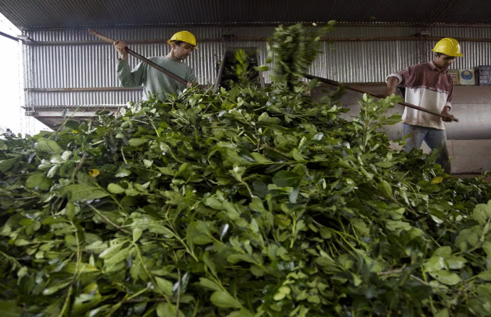 Productores de yerba mate exigen la emergencia del sector y alivio impositivo ante la crisis