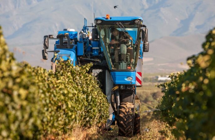 2025, el año del leve crecimiento global para la producción de vino