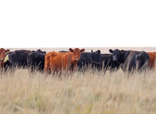Los productores se suben al “boom” ganadero con más vientres y más kilos
