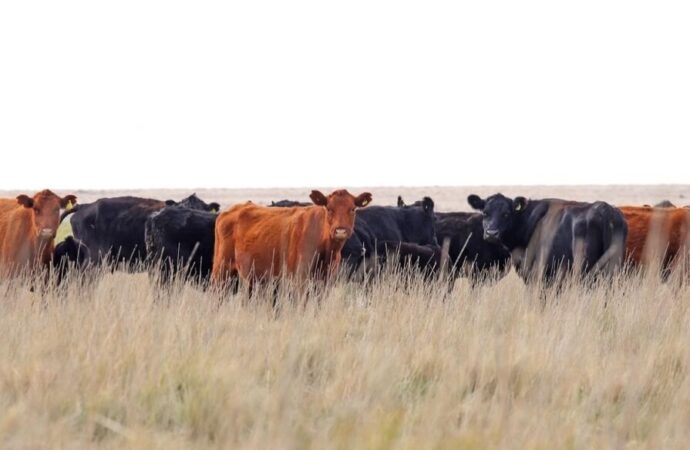 Los productores se suben al “boom” ganadero con más vientres y más kilos