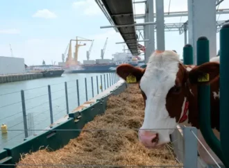 Más cerca de concretarse las exportaciones de ganado en pie por contactos de operadores con Senasa y embajadores