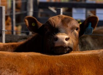 Argentina se anota en la “nueva era” mundial de la ganadería