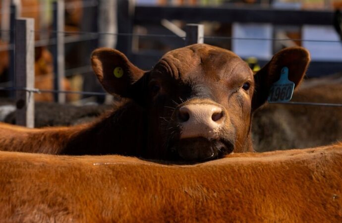 Argentina se anota en la “nueva era” mundial de la ganadería