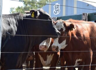 La digitalización del mundo ganadero: cómo funciona el “visor digital” que mide el rinde en la faena