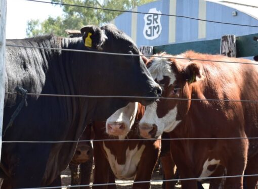 La digitalización del mundo ganadero: cómo funciona el “visor digital” que mide el rinde en la faena