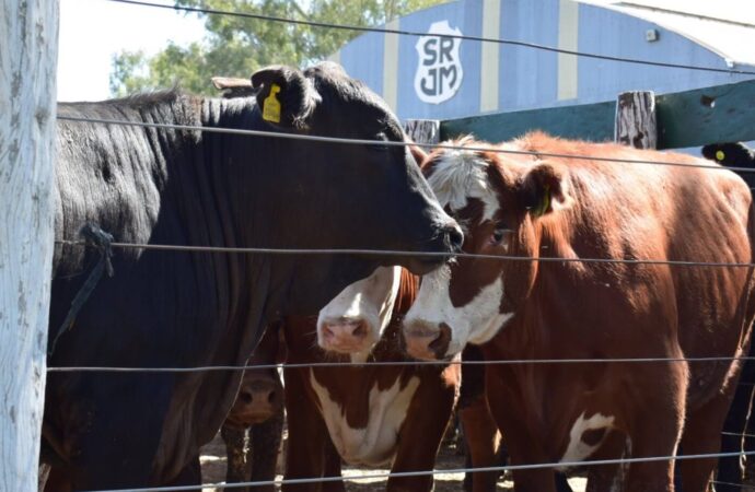 La digitalización del mundo ganadero: cómo funciona el “visor digital” que mide el rinde en la faena