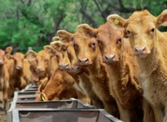 Precio del ternero: en dólares, la invernada marca el valor más alto de la historia