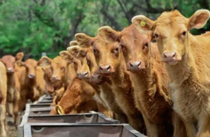 Precio del ternero: en dólares, la invernada marca el valor más alto de la historia