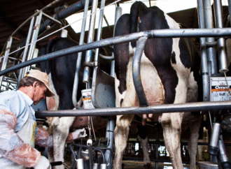 Crisis en la lechería: alertan que los costos superan ampliamente el precio que recibe el productor