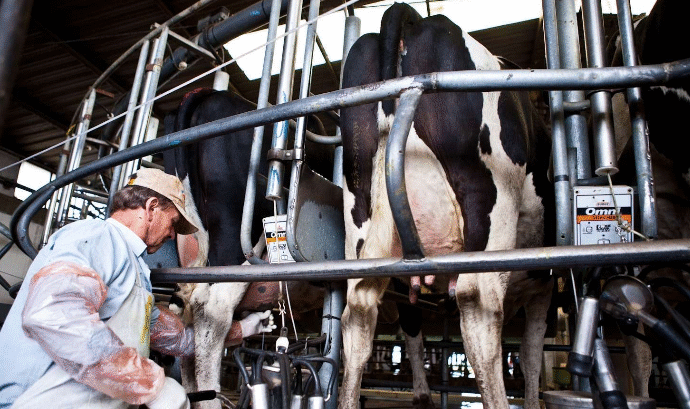 Crisis en la lechería: alertan que los costos superan ampliamente el precio que recibe el productor