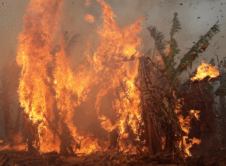 Ante su “peor colapso”, los productores de banana formoseña reclaman una “reparación histórica”
