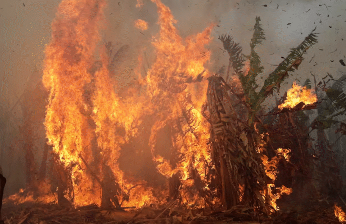 Ante su “peor colapso”, los productores de banana formoseña reclaman una “reparación histórica”