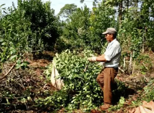 Reforma laboral: el campo busca introducir cambios en la responsabilidad empresarial y el trabajo discontinuo