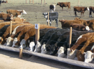 ¿Qué pasa con la responsabilidad jurídica cuando se mueren animales dados en custodia a un tercero?