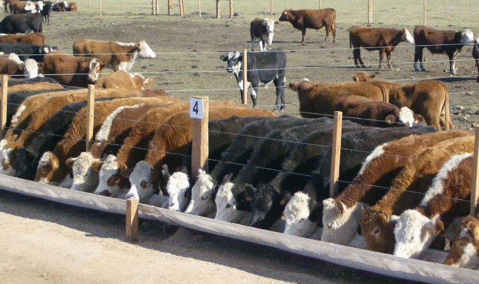 ¿Qué pasa con la responsabilidad jurídica cuando se mueren animales dados en custodia a un tercero?