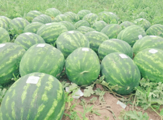 Del Impenetrable chaqueño al mundo: vivía trabado por una norma, mandó un mail y ahora exporta sandías