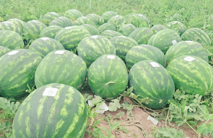 Del Impenetrable chaqueño al mundo: vivía trabado por una norma, mandó un mail y ahora exporta sandías