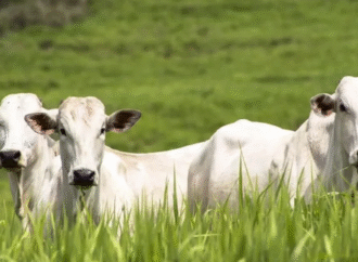 Proyectan una caída del 4,3% en la producción de carne vacuna para 2026
