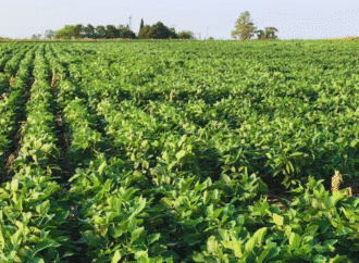 Día Mundial del Suelo, la FAO destaca el rol esencial de este recurso