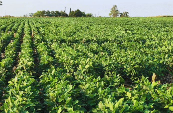 Día Mundial del Suelo, la FAO destaca el rol esencial de este recurso