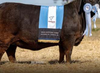 En Corrientes se vendió la ternera más cara: $ 105 millones por el 33%