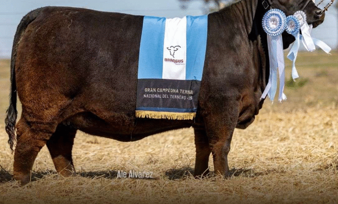 En Corrientes se vendió la ternera más cara: $ 105 millones por el 33%