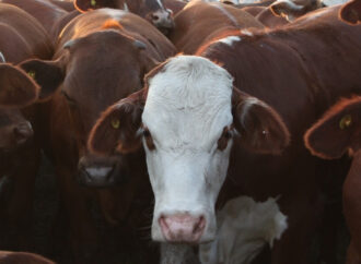¿Señal de alerta?: China enfrió la compra de carne y lo sintieron los exportadores de Argentina y Brasil