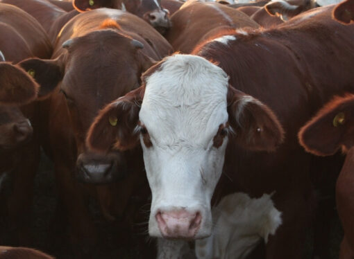 ¿Señal de alerta?: China enfrió la compra de carne y lo sintieron los exportadores de Argentina y Brasil