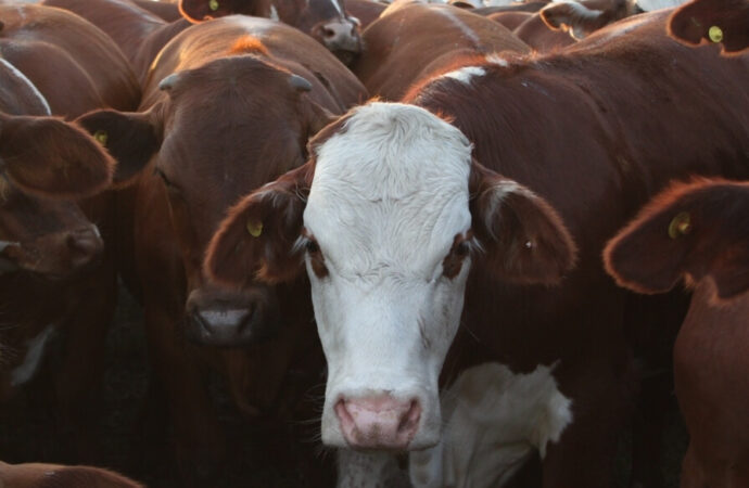 ¿Señal de alerta?: China enfrió la compra de carne y lo sintieron los exportadores de Argentina y Brasil