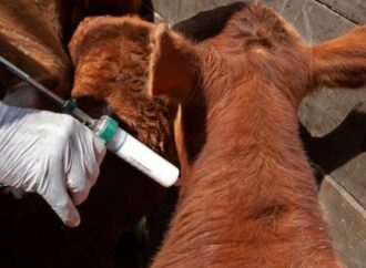 Senasa confirmó el calendario de vacunación contra aftosa y brucelosis, y promete un ahorro en aplicaciones