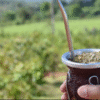 Yerba mate: afirman que hay “buenas perspectivas” exportadoras y una recuperación del mercado interno
