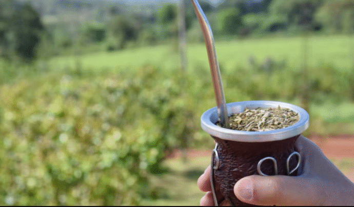 Yerba mate: afirman que hay “buenas perspectivas” exportadoras y una recuperación del mercado interno