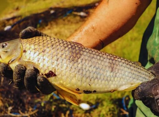 La boga “pica” en punta en la agenda productiva: prueban su cultivo intensivo en el Litoral