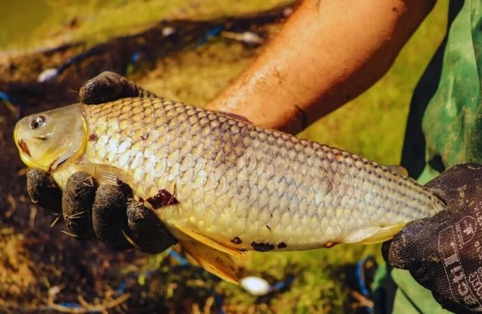 La boga “pica” en punta en la agenda productiva: prueban su cultivo intensivo en el Litoral