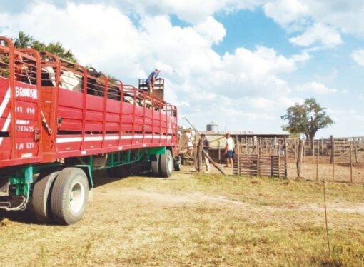 Traslados récord y señales de cambio: un balance ganadero 2025 en base a los movimientos de hacienda