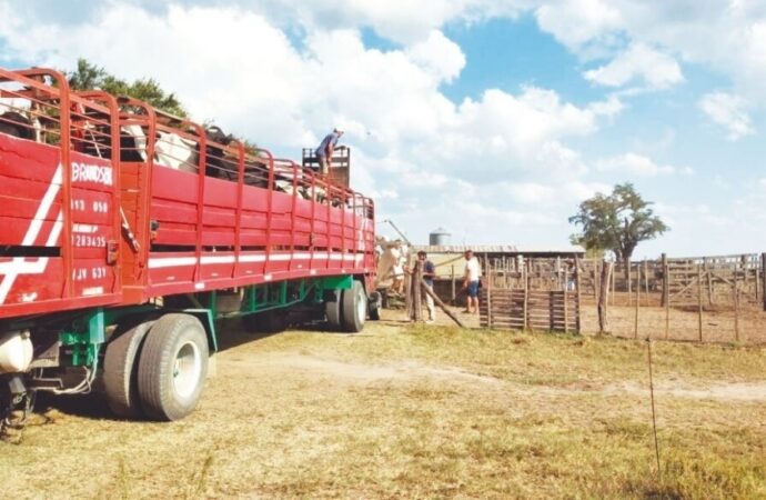 Traslados récord y señales de cambio: un balance ganadero 2025 en base a los movimientos de hacienda